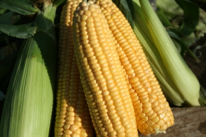 Picture of Sweet Corn Ovation F1